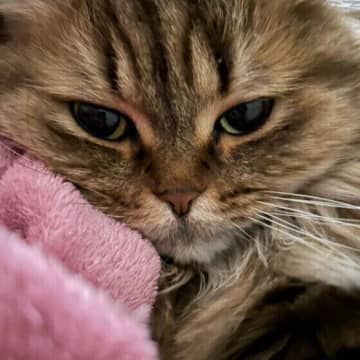 猫が毛布を好む理由とは？与えるときの注意点も！獣医師解説