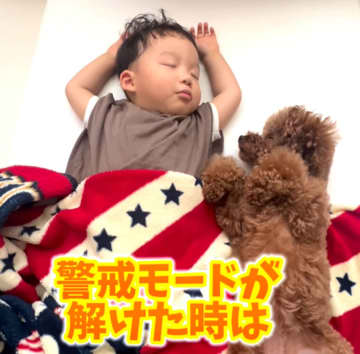 昼寝中の1歳児を見守るトイプードルが愛溢れすぎ「最高のボディガード」「ステキな兄弟愛を感じます」