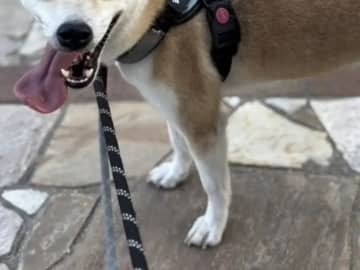 保護動物の未来が変わる？　話題の『推し活支援』サービスが…【独自取材】