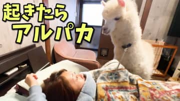アルパカに起こされると人間はどうなる？　動物系YouTuberあにまるずの新作動画が驚きの可愛さ
