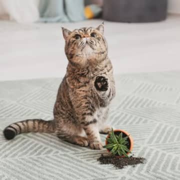 猫の飼い主が『だらしない』と起こるリスク7つ　思わぬ事故に繋がる危険性も
