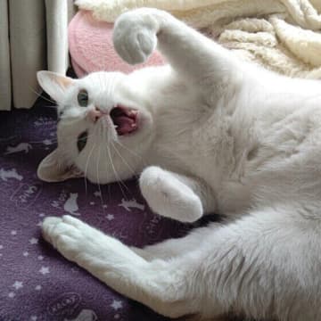 猫が「アオーン」と鳴く理由とは？　その鳴き声に込められた猫の心理を解説