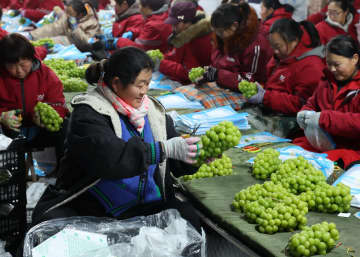 中国河北省晋州市で果物輸出が最盛期