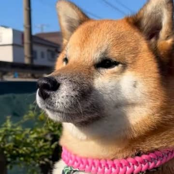 『世界一かわいい鉄オタ』電車が通り過ぎるのを待つ犬→踏切音が鳴ると…『まさかの表情』が40万再生「ずっと見せたい」「子供みたい」と反響