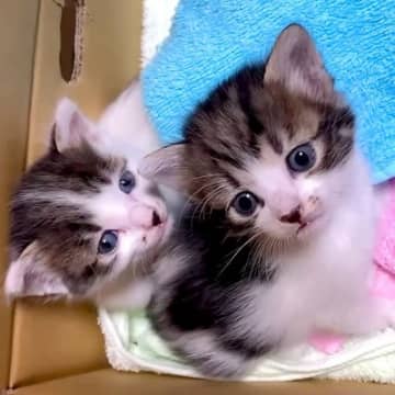 『哺乳瓶と同じサイズ』の子猫２匹を保護→１ヶ月お世話した結果…あまりにも尊い『成長した光景』が17万再生「素敵なご家族」「愛おしい」