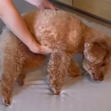 『来客用のベッド』を片付けたいのに、犬が気に入ってしまい…想像以上に『ごねる光景』が36万再生「新喜劇で草」「本当に言い訳してそうｗｗ」