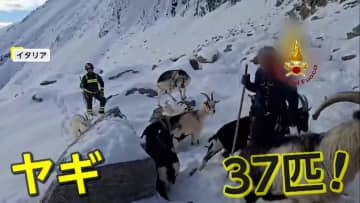 標高2500mの雪山でヤギ37匹遭難…数日間“行方不明”も健康状態は良好　地元消防隊が出動　麓の小屋に送り届ける　イタリア