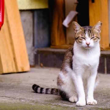 猫が『座ったまま寝てしまう』ときの理由4つ　お茶目な仕草に隠された心理とは？