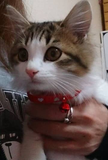 先代の愛猫を亡くし悲しみに暮れていた飼い主がお迎えした子猫→9年で元気に大きくなり、モフモフな“美人さん”に成長！