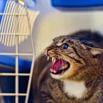 猫が『心に傷を負う』飼い主の最低な行為5つ　何気ない行動が愛猫を苦しめているかも…