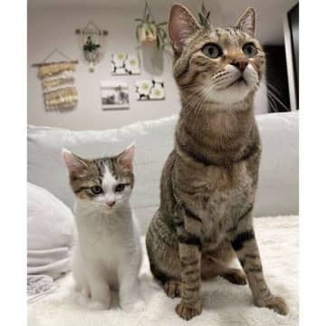 先住猫の横にちょこんと座る生後2カ月の保護子猫　1年後の成長姿に「こんなに大きくなったんだ」と驚きと感動