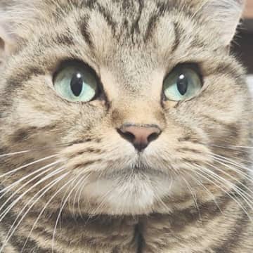 猫が『香箱座り』を極めた結果…あまりにも完璧すぎる『フォルム』に11万いいね「国宝級のかわいさ」「魔法みたいに消えてる」と絶賛