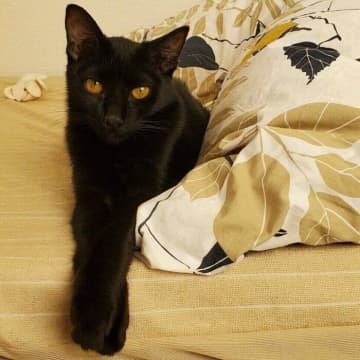 警戒心全開の元保護子猫を迎えて始まった「初めての猫との暮らし」　ともに過ごすなかで深まった絆に心温まる