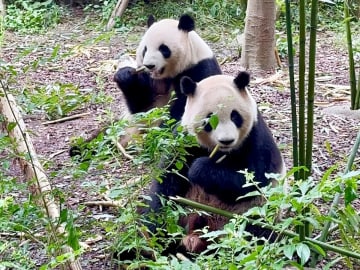 地政学上の駆け引きで存在感を見せる中国のパンダ外交―仏メディア