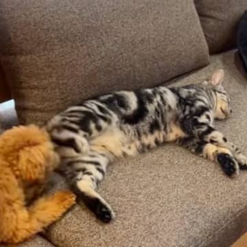 「省エネモード極めすぎてるｗ」遊んでほしい犬に→猫がとった『まさかの対応』が笑えると22万再生「あしらい方ｗ」「人間みたいｗ」