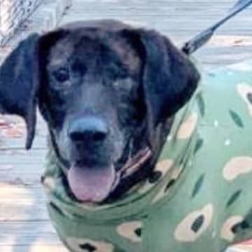 『戻れないように』と足を折られ、山に捨てられた猟犬→片目も失い…壮絶な物語と『現在の光景』が77万表示「なんて酷い…」「本当に良かった」