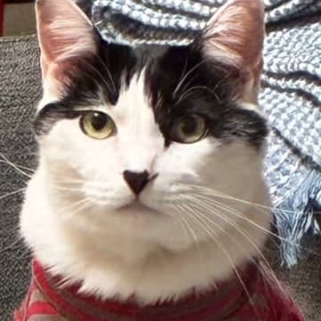 お腹の舐めすぎでハゲてしまった猫→服を着せた結果…予想もしていなかった『衝撃の光景』に11万いいね「誇張じゃなかったｗ」「勇ましくて草」