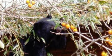 「放置柿」でクマ誘引、法的責任は？　収穫されない実が“絶好のエサ”に…12月なのに冬眠しない一因にも