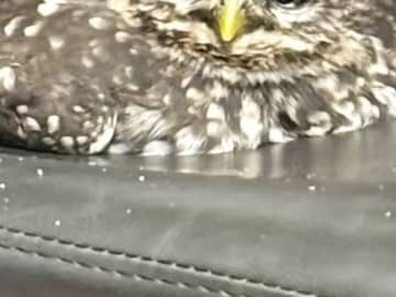 椅子の上で『餅』がにらみつけている…　写真に「お顔と体のギャップ」「かわいい」