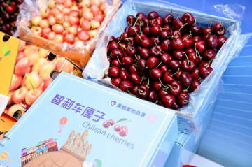 「スイート・エクスプレス」が地球を半周：東方航空物流、チリ産チェリーを過去最短の24時間でチャーター輸送