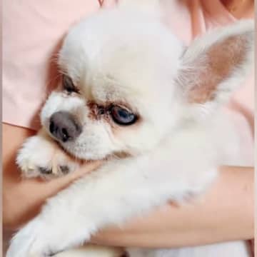 17歳の老犬が亡くなる数時間前→苦しそうな中、名前を呼びながら撫でたら…『まさかの行動』に涙腺崩壊「最期だから…」「泣いた」と68万再生