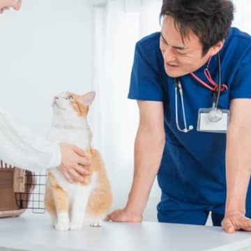 猫を連れて『動物病院』を受診するときのマナー3つ　飼い主が注意すべきこととは