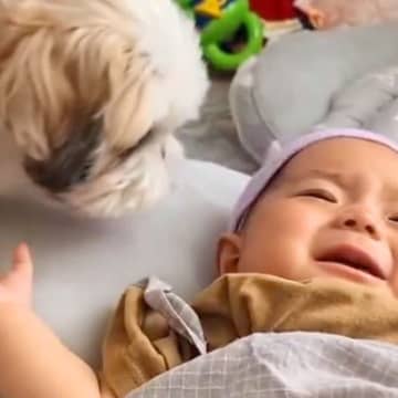 赤ちゃんのことが大好きな様子の犬→泣いていると、そばに来て…愛情いっぱいな『まさかの行動』に「きっと分かってるんだね」「優しい」と反響