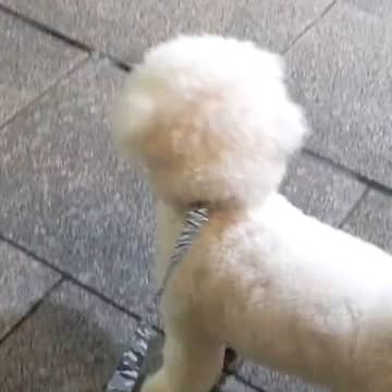 会社帰りのパパのお迎えに来た犬→見つけた瞬間、嬉しそうに駆け寄って…尊すぎる『お仕事おつかれさま』の様子が話題「パパが大好きなんだね」