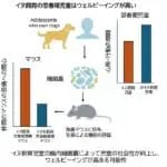 イヌを飼育する児童の幸福度の上昇には細菌叢の変化が関与　麻布大学などが検証