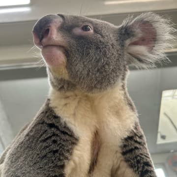 「私が知ってるコアラと違う」　ネット震撼の抜群スタイルも…担当者「脚の長さへの反響が大きく驚き」