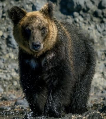 日本の「今年の漢字」は「熊」、中国ネット「『米』じゃないの？」