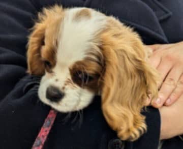 悲しそうな“しょぼん顔”をしていた生後4カ月のキャバリア子犬→1才になり、嬉しそうな表情で走る姿に心温まる