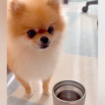 温かいお茶を飲んでいたら、犬が『湯気』を見て…犬生一周目すぎる『まさかの行動』が愛おしいと4万いいねの反響「可愛いｗｗ」「味したかな？」
