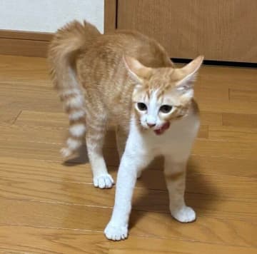 先住猫に強さをアピール？生後4カ月の子猫の初々しい“やんのかステップ”に1.5万「いいね」集まる