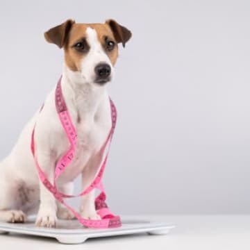 犬が短命になる『ダイエット方法』４選　危険な減量や安全に痩せるためのポイントとは？