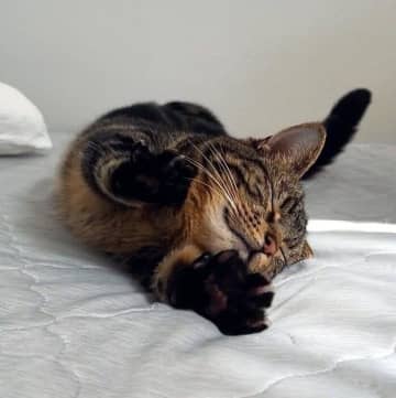 朝のスキンシップで現れた“スーパーにゃん”　伸びる姿のかわいさに2.7万「いいね」が集まる