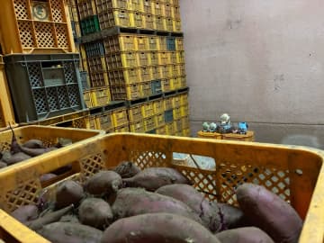 VTuberと地方自治体が“曲を聴いて育った”さつまいもを共同開発　スイーツがふるさと納税返礼品に