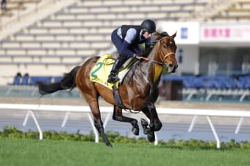 【香港国際競走】ベラジオオペラ、サトノレーヴらJRA勢が現地で最終調整…各馬の枠順にも前向きな声