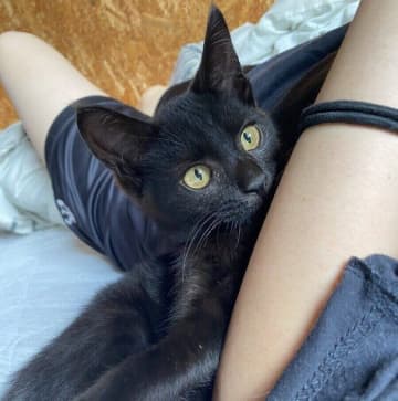 助けを求めて“ニャー”と寄ってきたガリガリの保護子猫　今では家族に甘え倒す“人たらし”に成長！