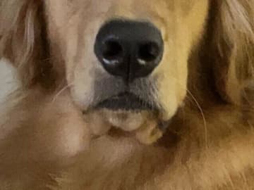 クールすぎ！飼い主さんの体調不良に見せた愛犬の反応がほほ笑ましい「やさしくされると期待していたのに」