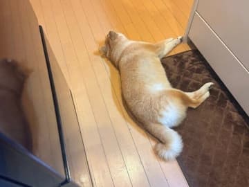 ハイシニアになってツンデレからデレデレに進化した柴犬マロたん。