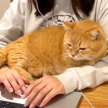 テーブルで作業中、腕の中にやってきたネコ→枕にしてみた結果…あまりにも尊い『最高の時間』が話題「至福のひととき」「癒し効果抜群の枕」