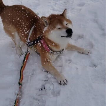 雪を喜ぶ犬と嫌がる犬の違いは？雪遊びのポイントも解説