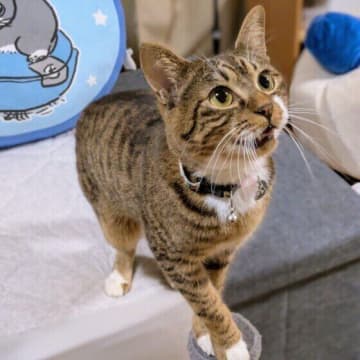 あの手この手で甘えてくる！猫が甘えたいときに見せるサイン5つ