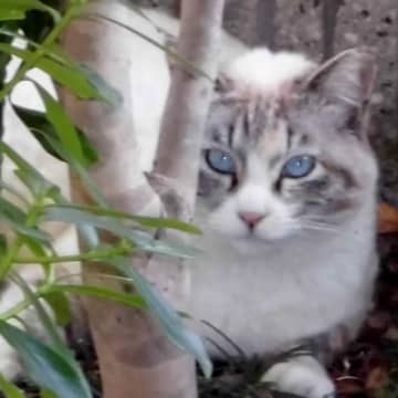 外で生きていたネコを保護→『本当に幸せなのか』と心配していたら…『素敵なビフォーアフター』に反響「リラックスしてる」「顔つきが全然違う」