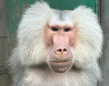 マントヒヒ2匹、31年ぶり仲間に　千葉市動物公園