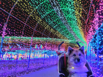 【袖ヶ浦】愛犬も楽しめる東京ドイツ村“光のあーとぴあ”イルミに感激！