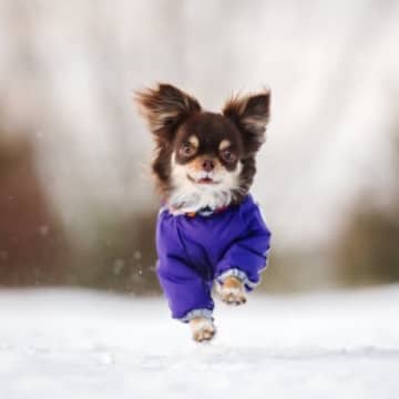 犬の『冬散歩』における絶対NG行為5選 寒い時期に潜むリスクや対策までご紹介