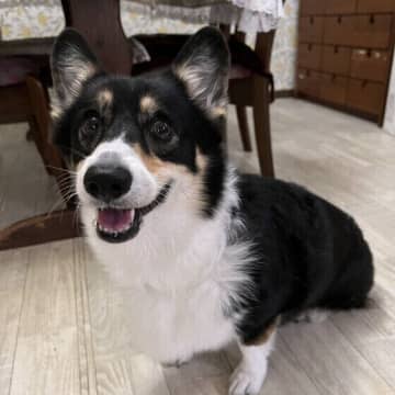 犬が人にやさしい5つの理由 愛犬が愛情を示す理由を知ろう