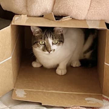 気付いたら愛猫がいない!?「かくれんぼの達人」猫が隠れる理由と3つのシーン